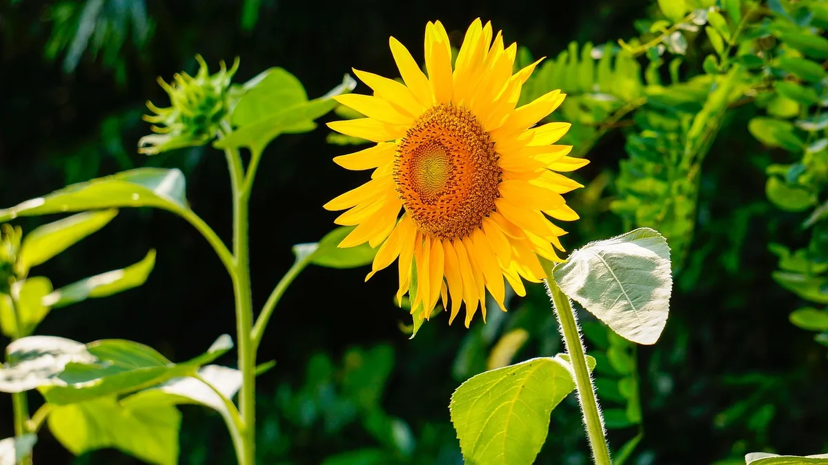 Vignes de melon au sol paillé sombre, fruit prêt à maturité dans un potager ensoleillé