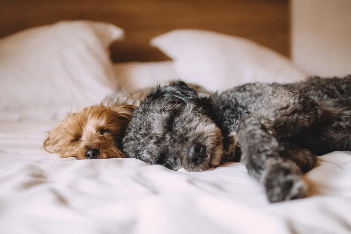 Petit coin près de la fenêtre aménagé dans une chambre pour la sieste